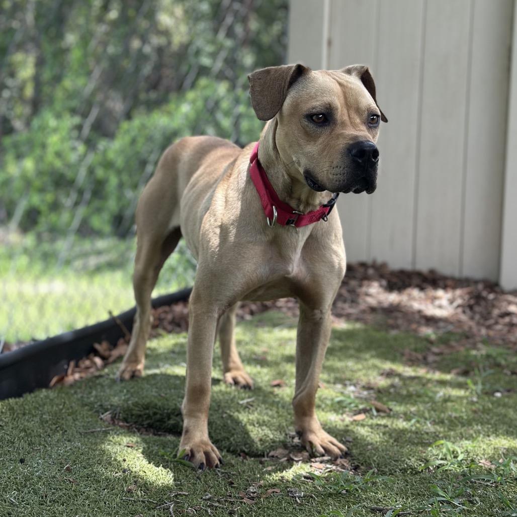 Azriel, Adoptable, Adult Male Mixed Breed.