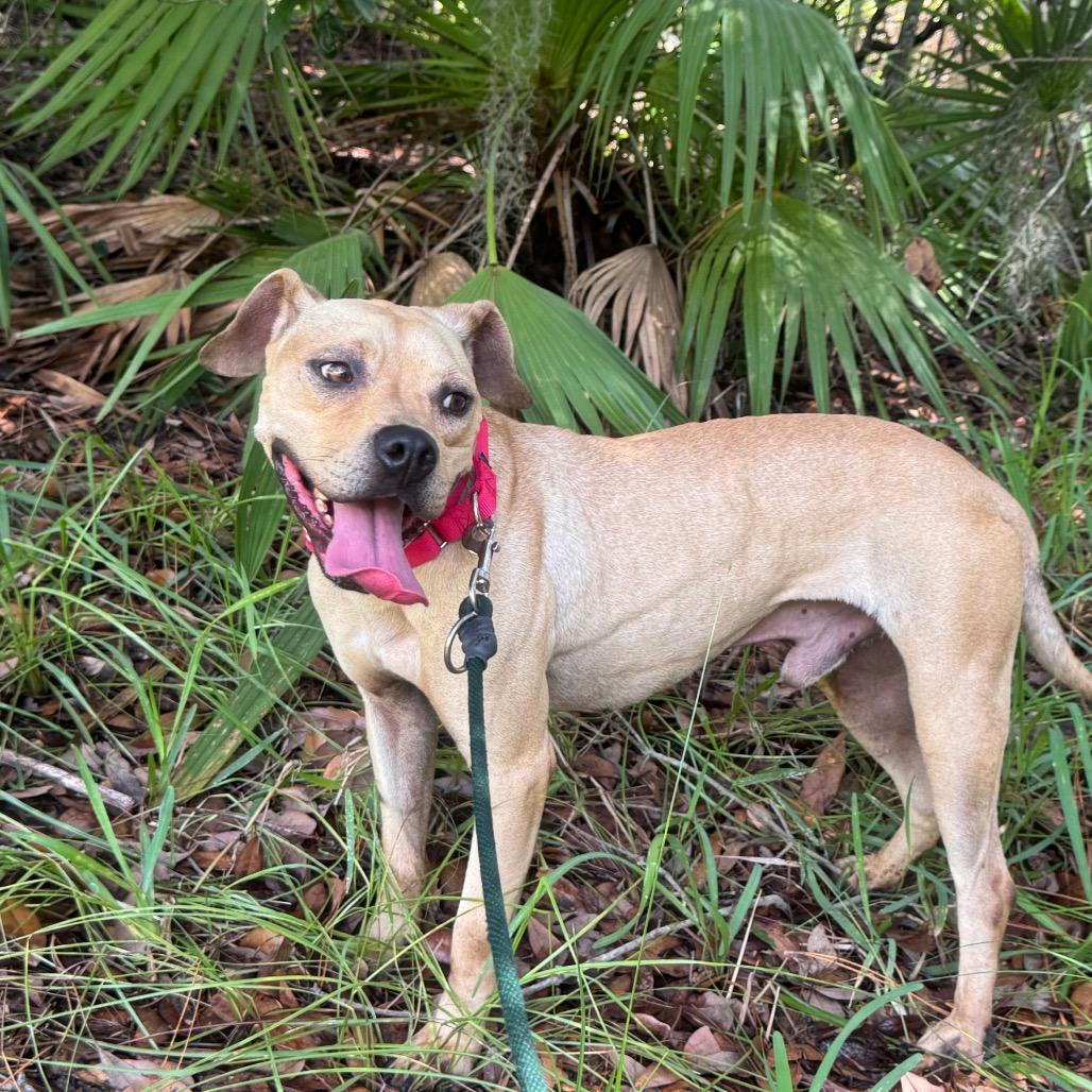 Azriel, a Adoptable Mixed Breed in Titusville, FL image 2/6