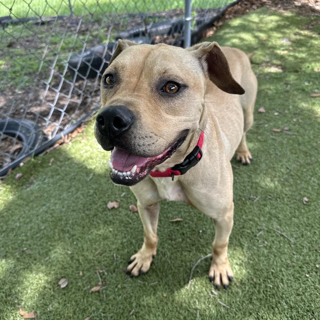 Azriel, a Adoptable Mixed Breed in Titusville, FL image 3/6