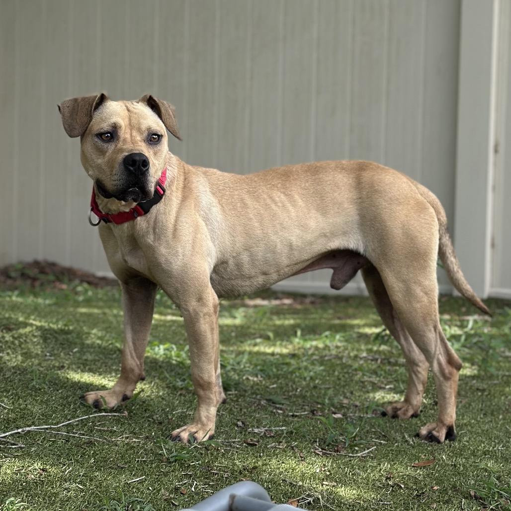 Azriel, a Adoptable Mixed Breed in Titusville, FL image 4/6