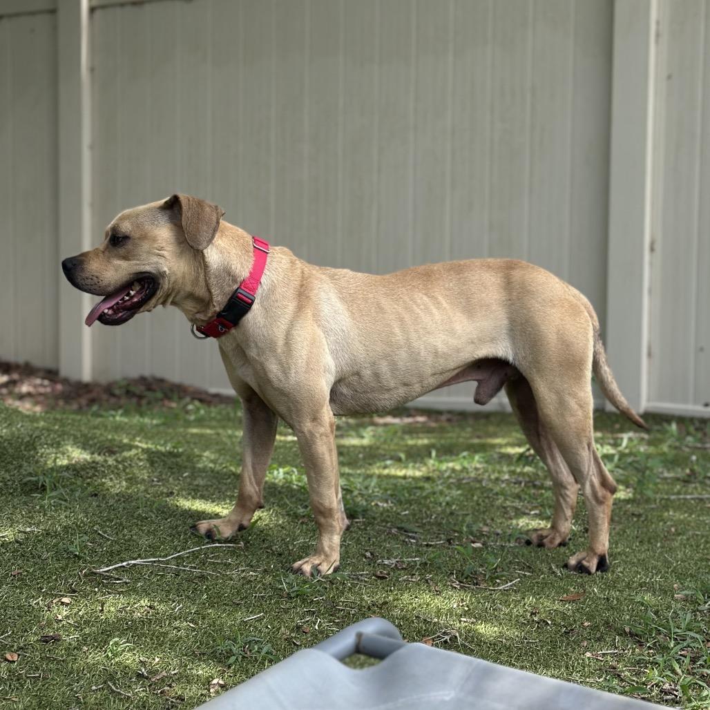 Azriel, a Adoptable Mixed Breed in Titusville, FL image 5/6