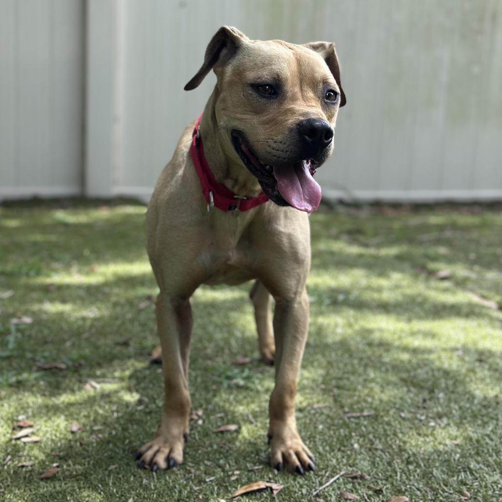 Azriel, a Adoptable Mixed Breed in Titusville, FL image 6/6