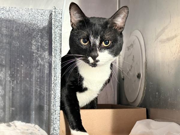 Chessboard, Adoptable, Adult Male Domestic Short Hair.