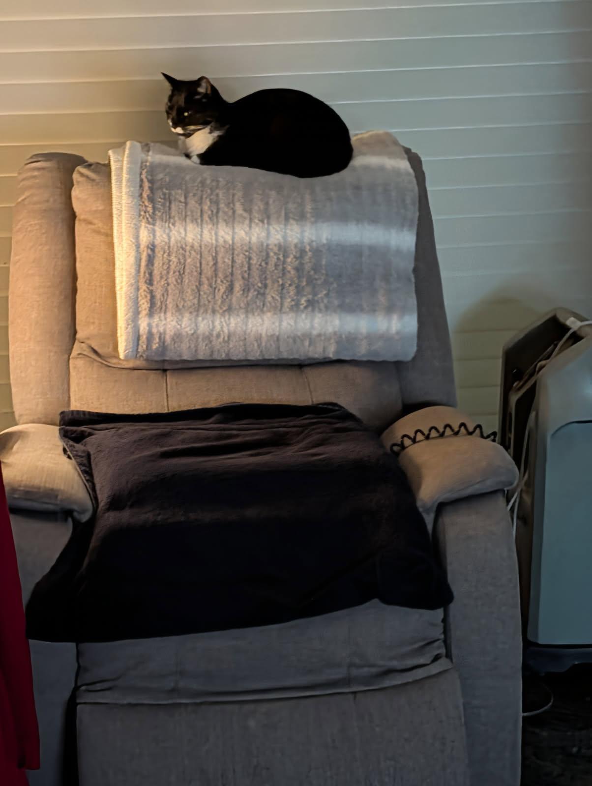 Enlarge Lucy, a ADOPTABLE Tuxedo in Westland, MI image 3/5