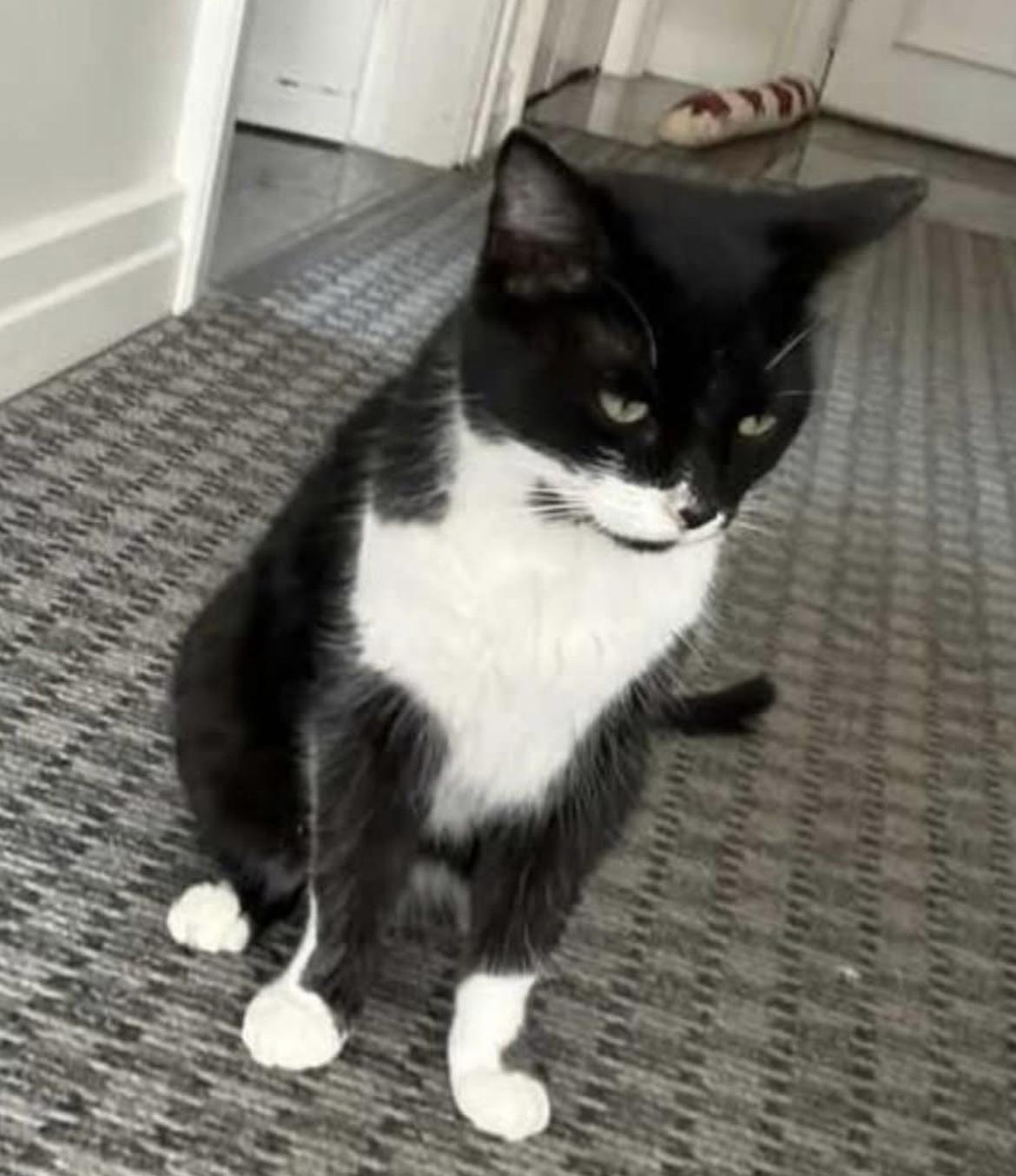 Lucy, ADOPTABLE, Adult Female Tuxedo.