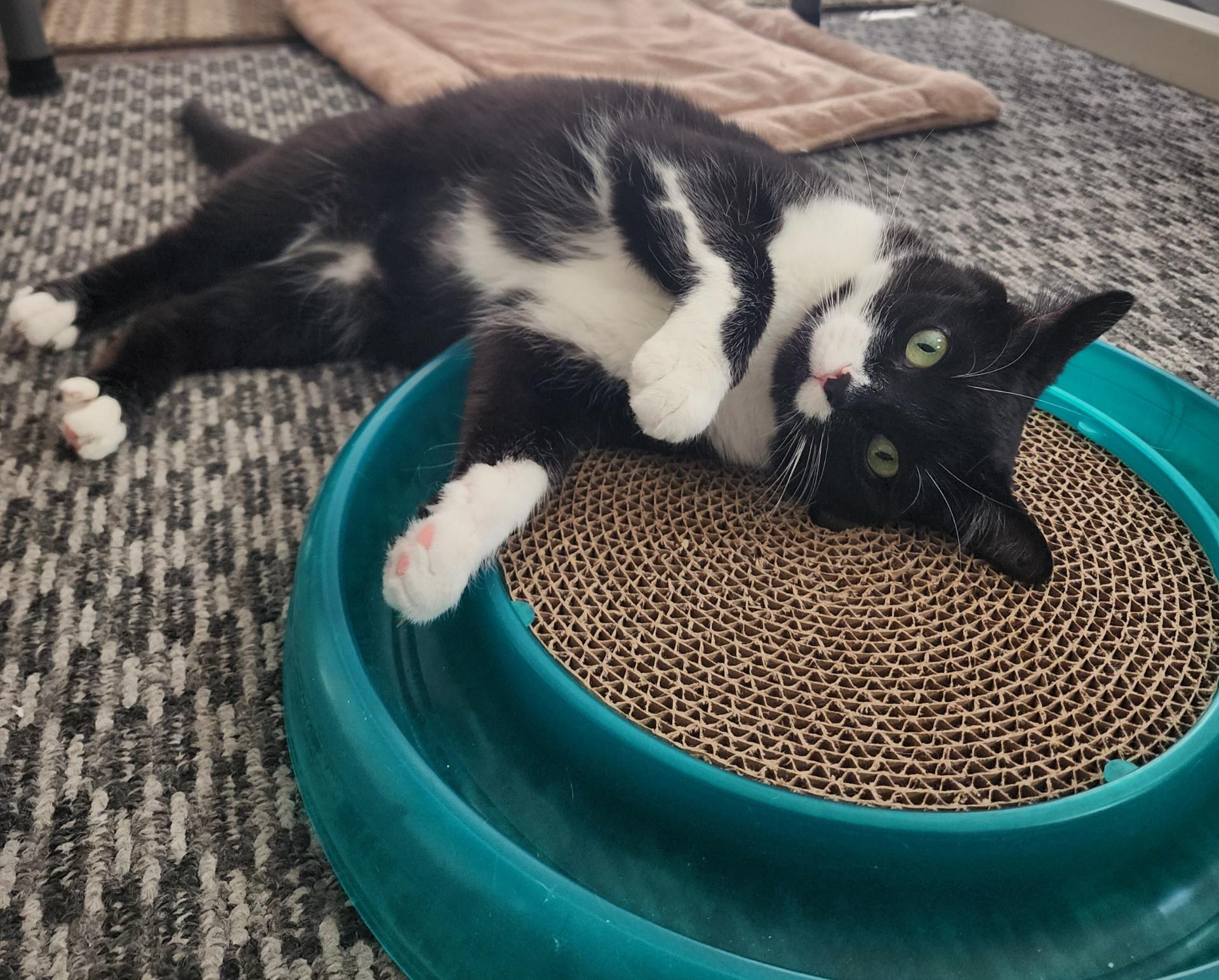 Enlarge Lucy, a ADOPTABLE Tuxedo in Westland, MI image 2/6