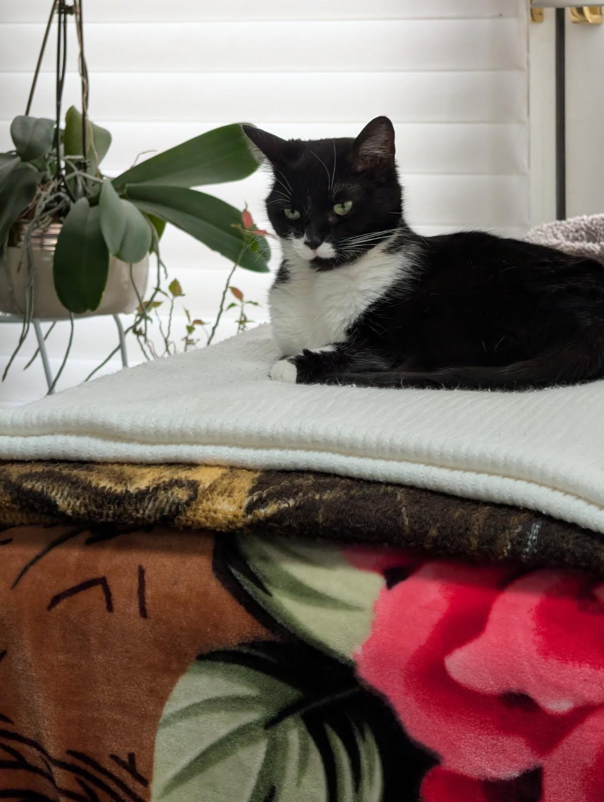 Lucy, a ADOPTABLE Tuxedo in Westland, MI image 6/6