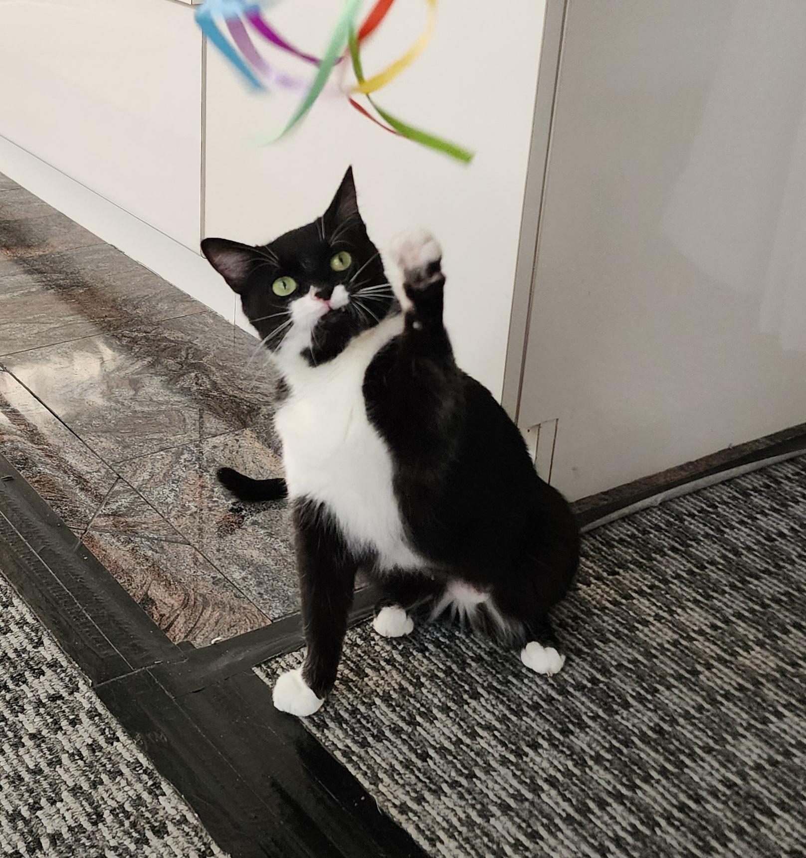 Enlarge Lucy, a ADOPTABLE Tuxedo in Westland, MI image 1/6