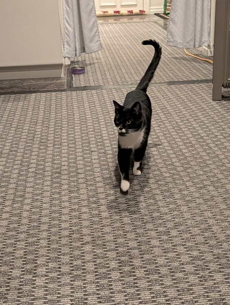 Enlarge Lucy, a ADOPTABLE Tuxedo in Westland, MI image 5/5