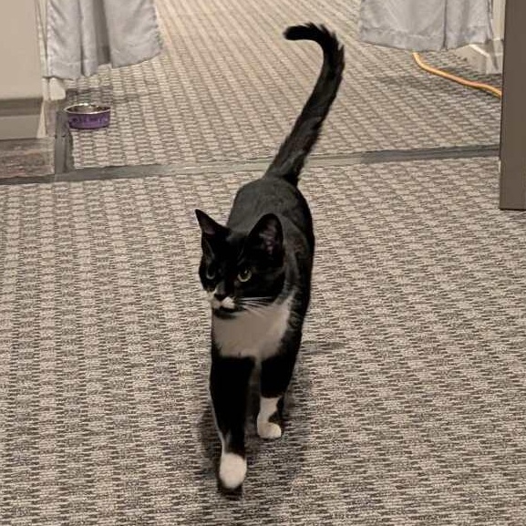 Lucy, a ADOPTABLE Tuxedo in Westland, MI image 5/6
