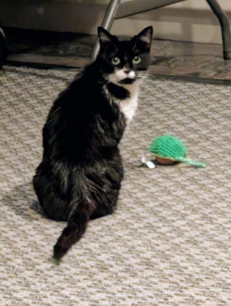 Enlarge Lucy, a ADOPTABLE Tuxedo in Westland, MI image 2/5