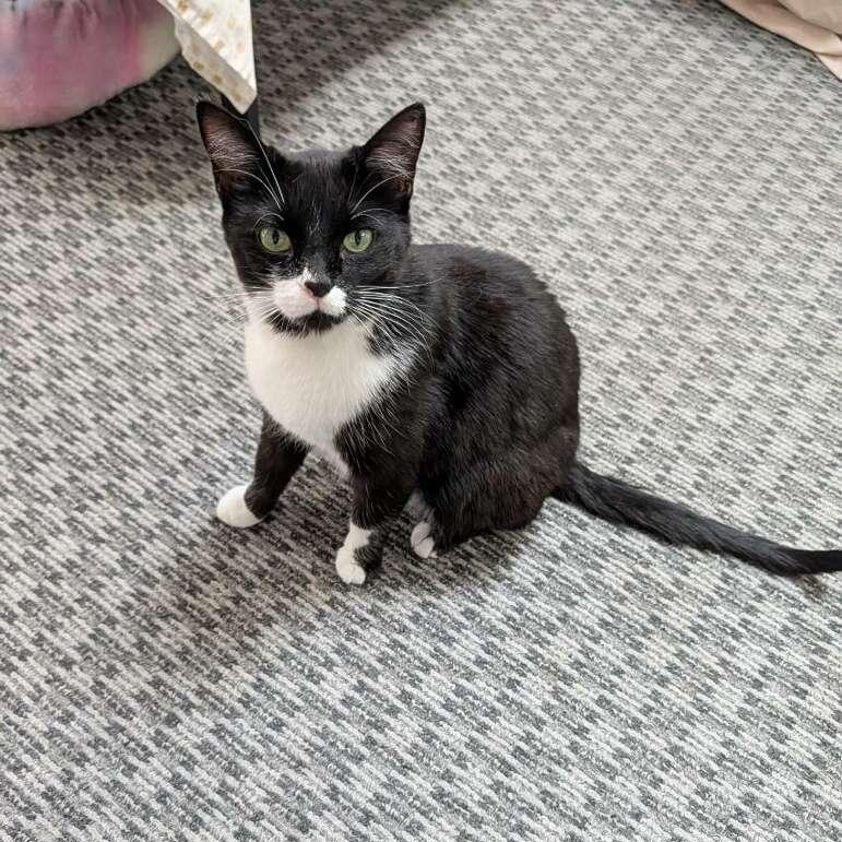 Lucy, ADOPTABLE, Adult Female Tuxedo.