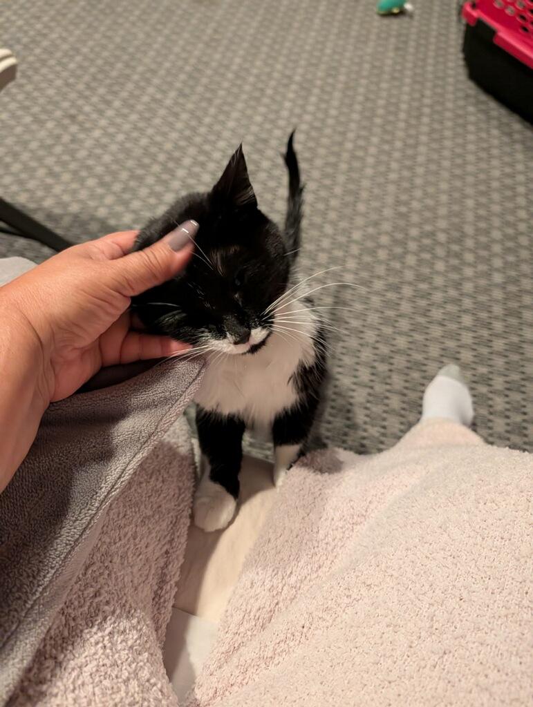 Enlarge Lucy, a ADOPTABLE Tuxedo in Westland, MI image 4/5