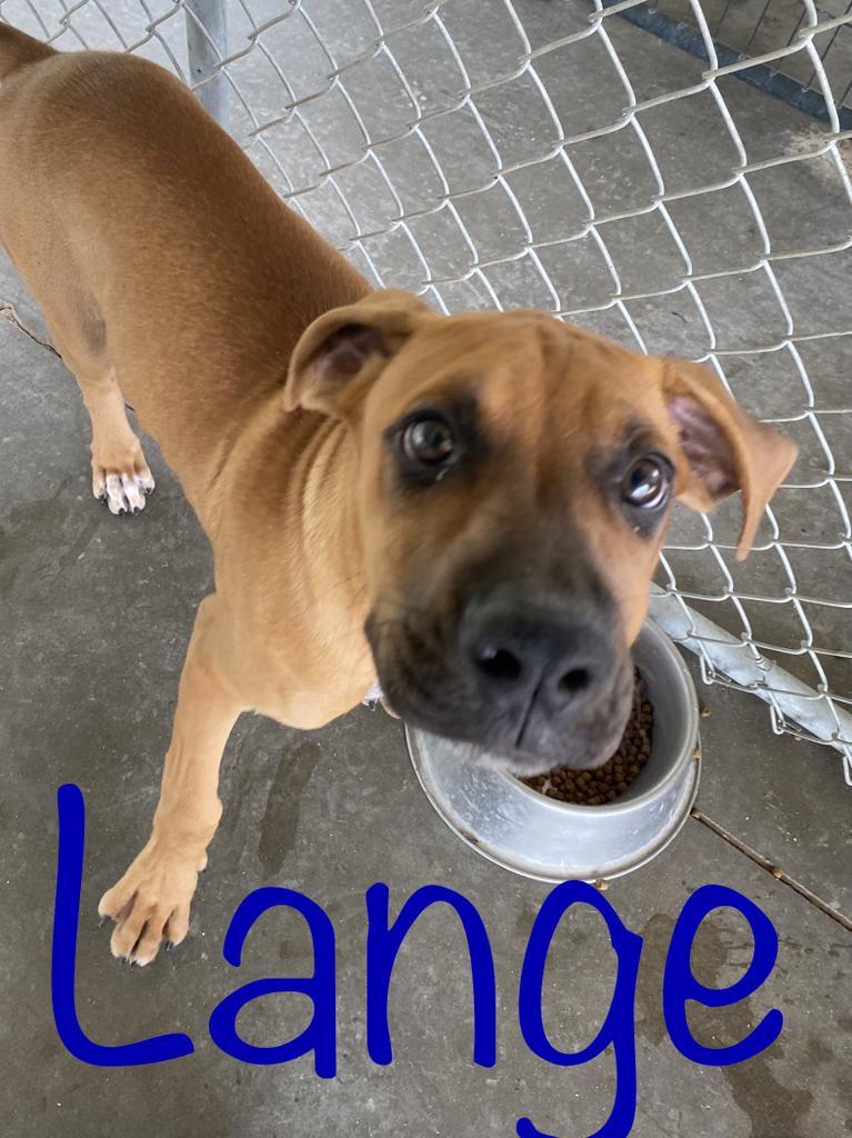 Lange, Adoptable, Adult Male Boxer.