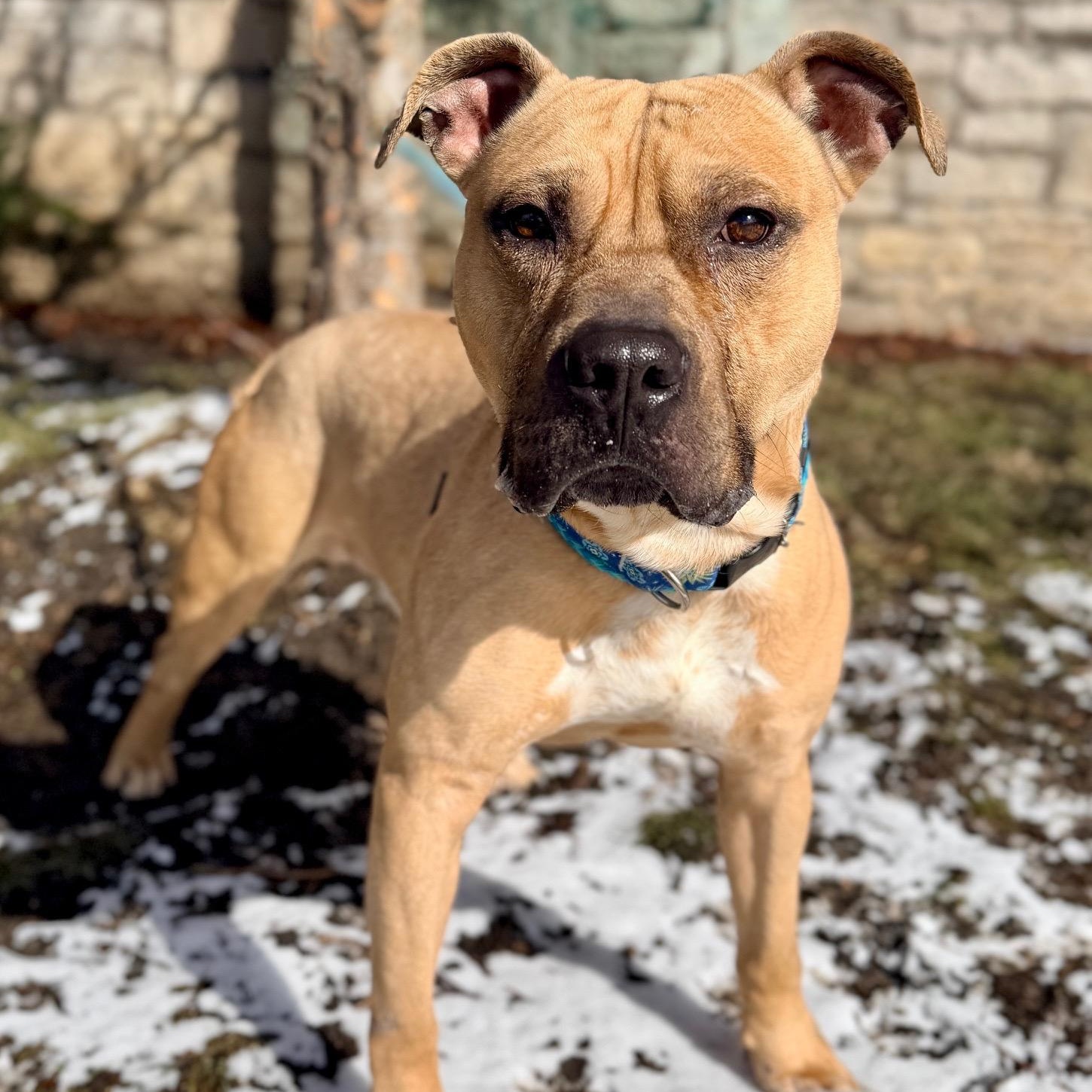 Enlarge Hagrid, a ADOPTABLE mixed breed in Buffalo, NY image 6/6