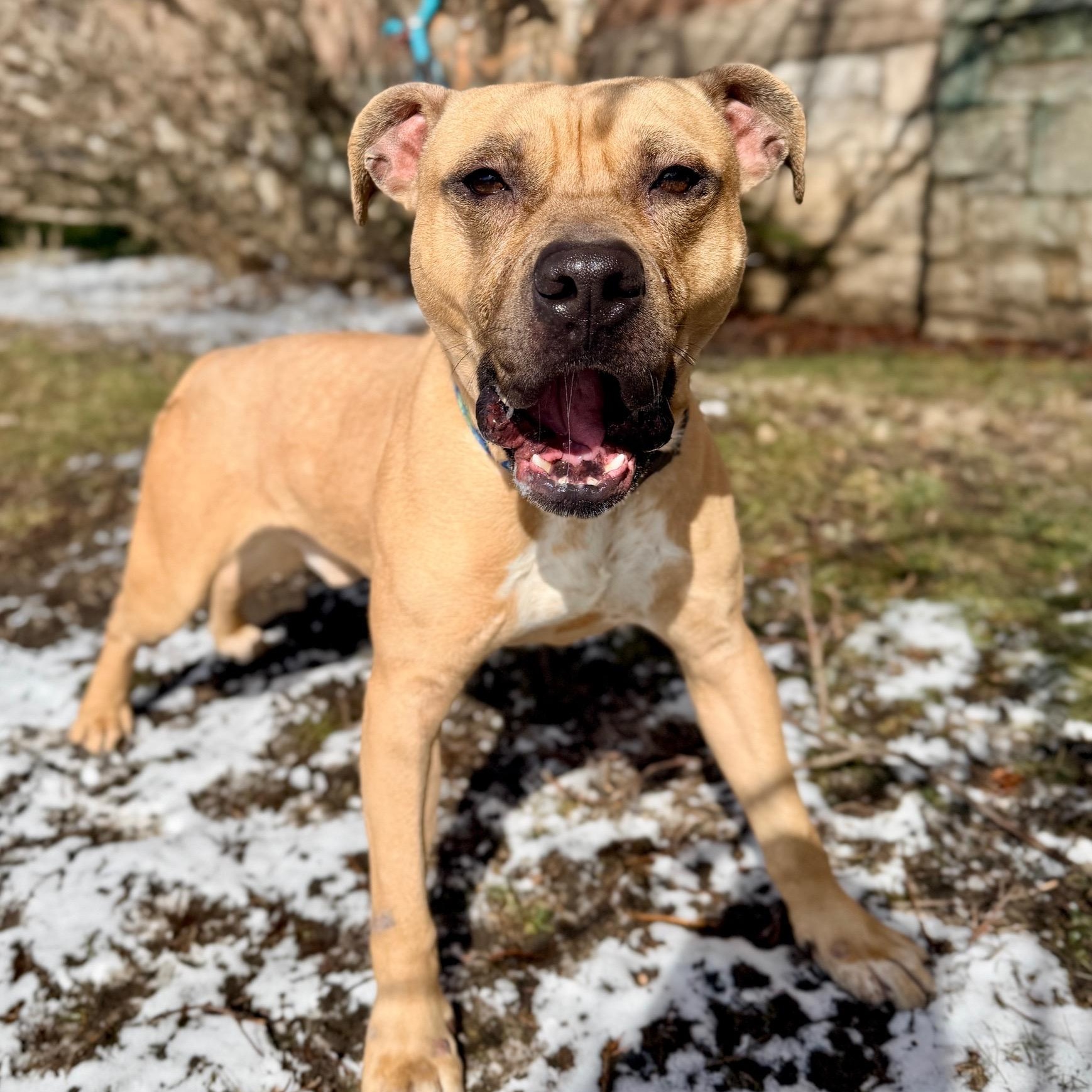 Hagrid, ADOPTABLE, Young Male Pit Bull Terrier.