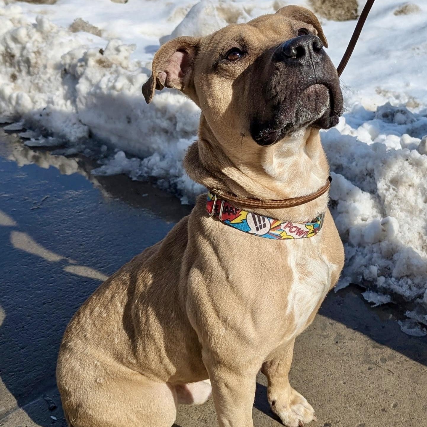 Hagrid, ADOPTABLE, Young Male Pit Bull Terrier.
