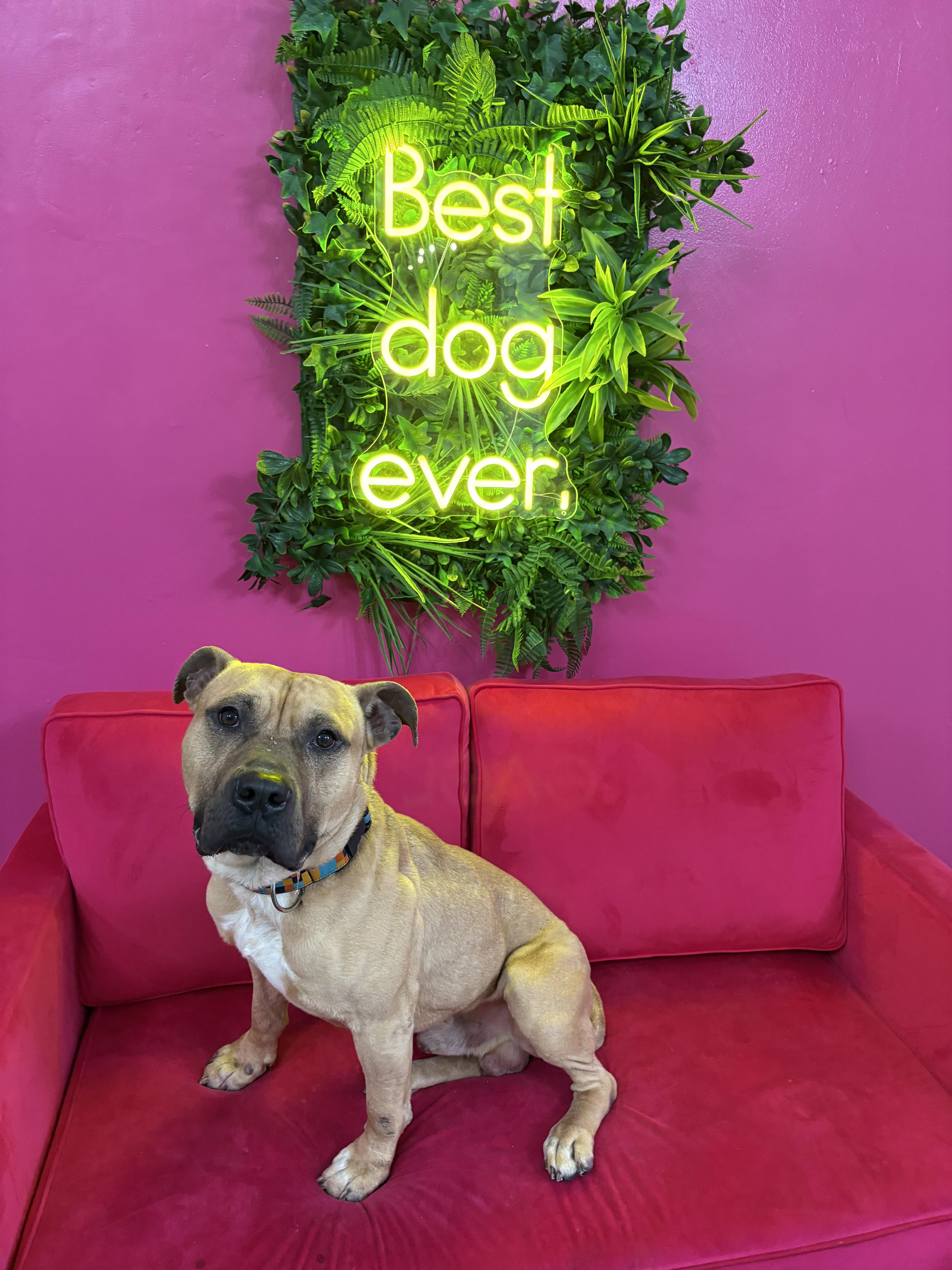 Enlarge Hagrid, a ADOPTABLE mixed breed in Buffalo, NY image 6/6