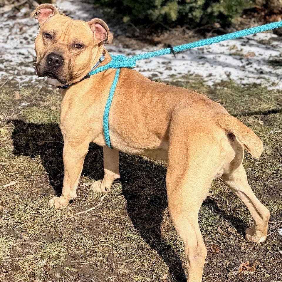Enlarge Hagrid, a ADOPTABLE mixed breed in Buffalo, NY image 3/6