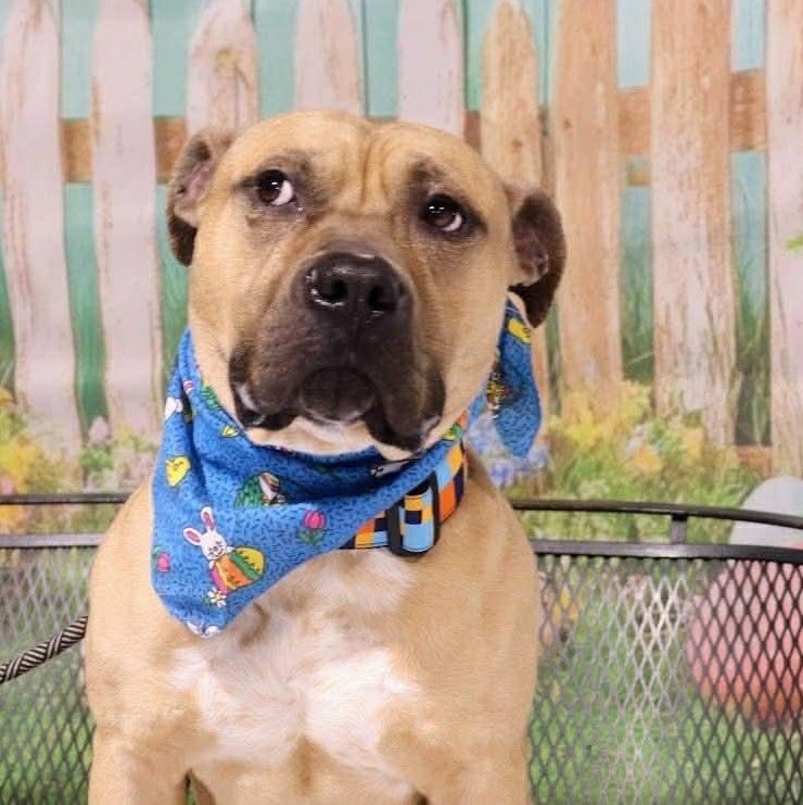 Hagrid, ADOPTABLE, Young Male Pit Bull Terrier & American Bully.