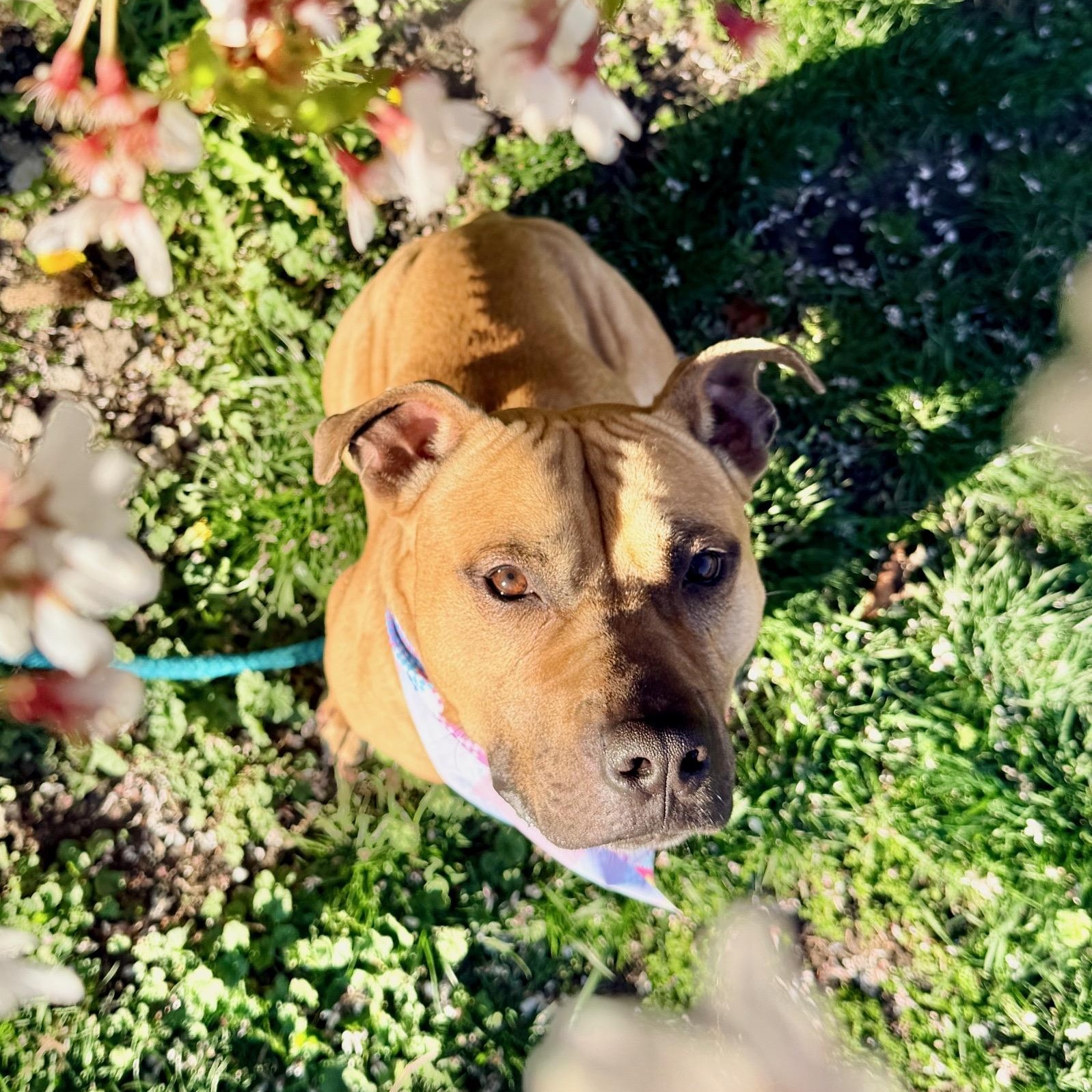 Enlarge Hagrid, a ADOPTABLE mixed breed in Buffalo, NY image 5/6