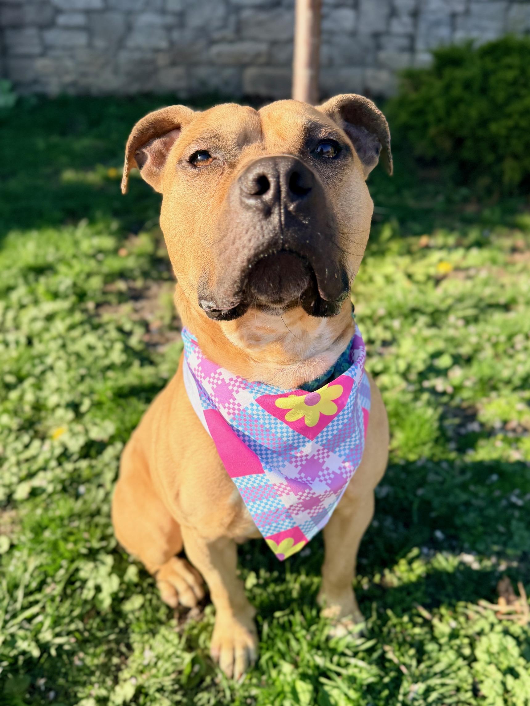 Hagrid, ADOPTABLE, Young Male Pit Bull Terrier & American Bully.