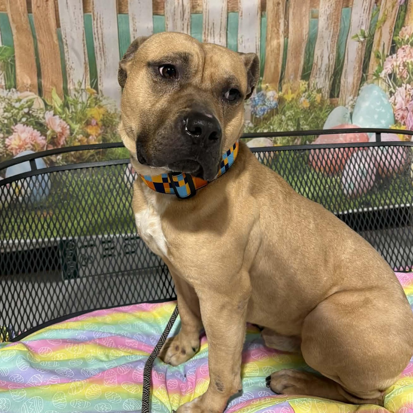 Enlarge Hagrid, a ADOPTABLE mixed breed in Buffalo, NY image 4/6