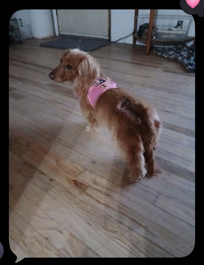 Enlarge DRUT UTAH EVEE  Salt Lake CIty UT, a Adopted Dachshund in Los Angeles, CA image 1/1