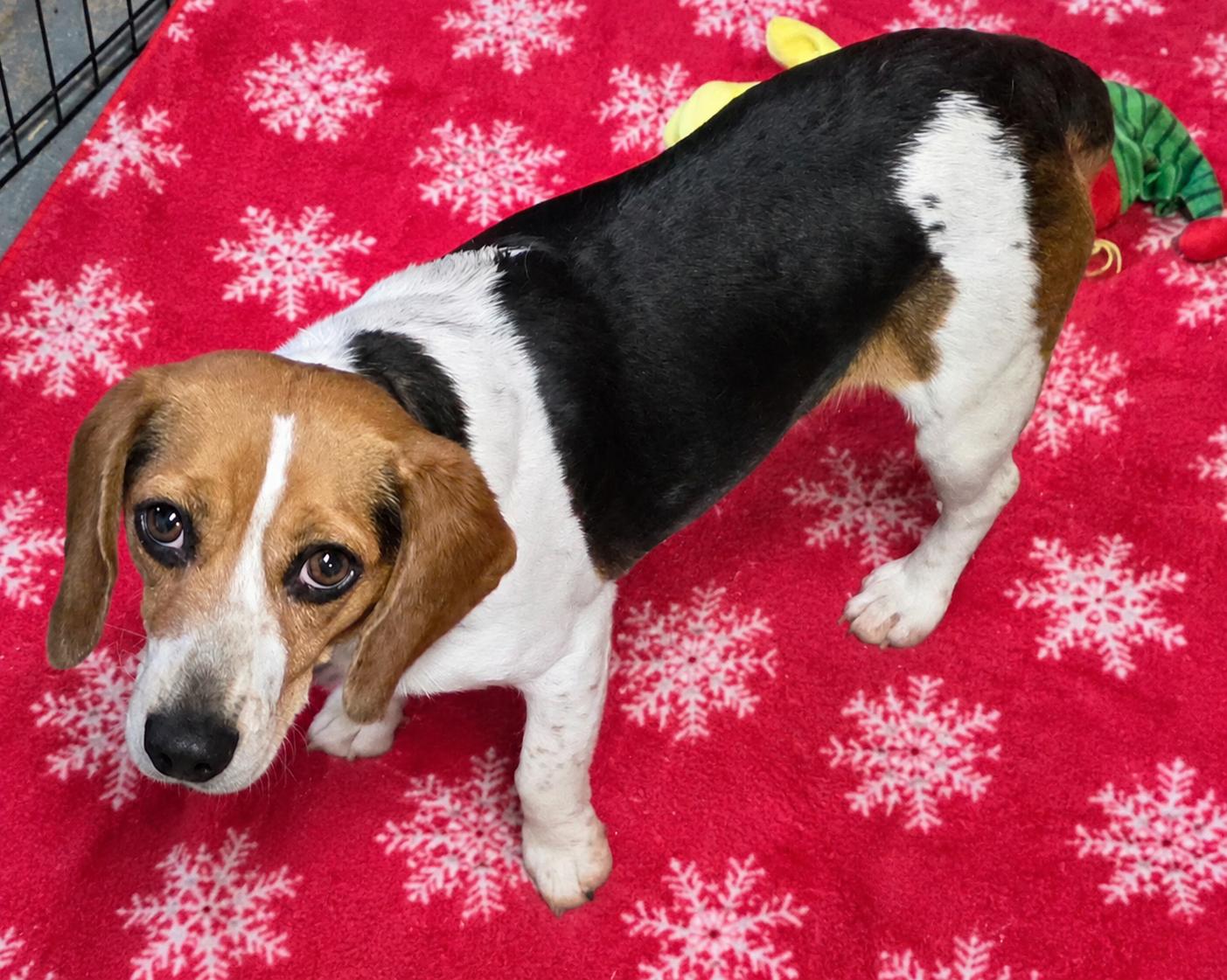BabyGirl, adopted, Young Female Beagle.