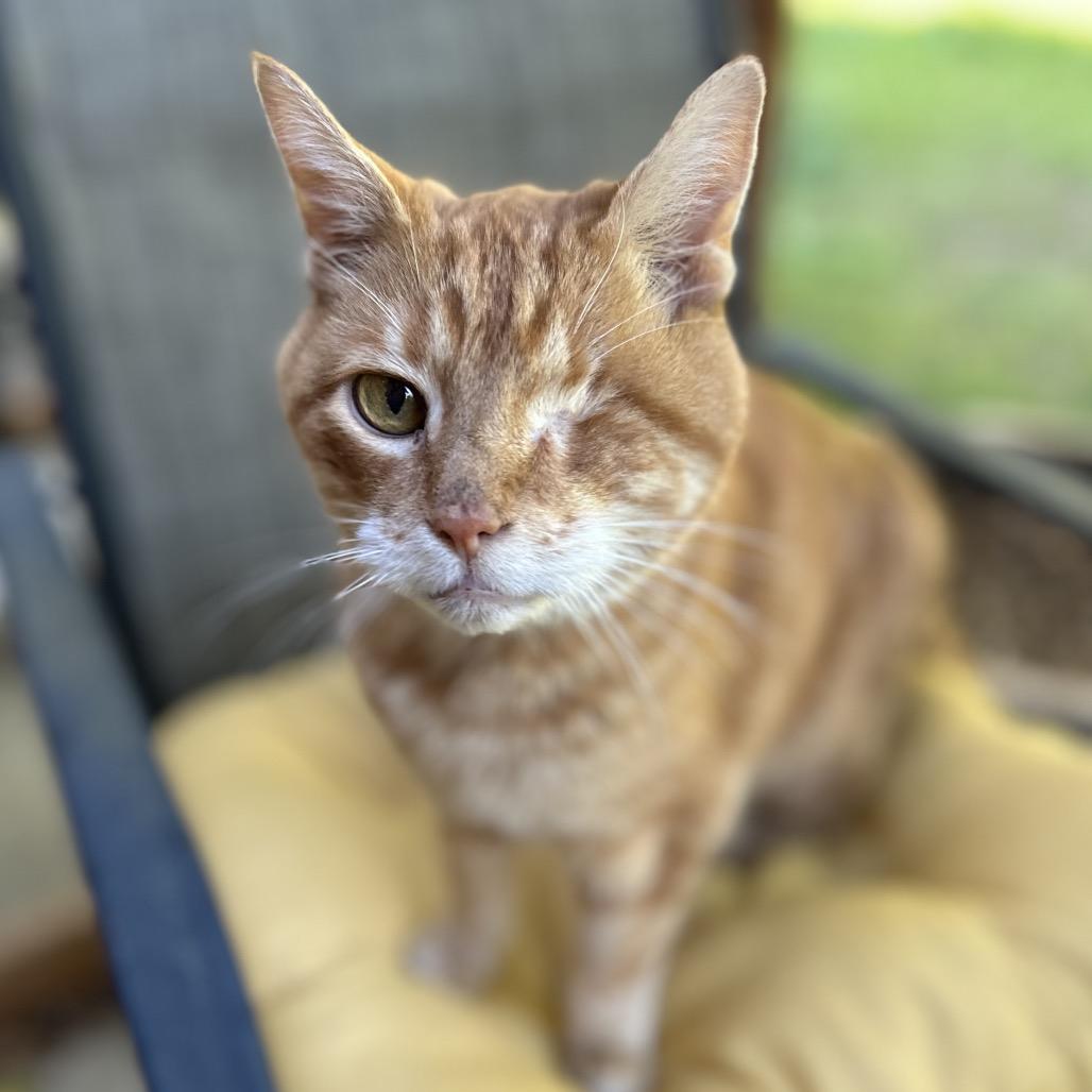 Tantor, Adoptable, Senior Male Domestic Short Hair.
