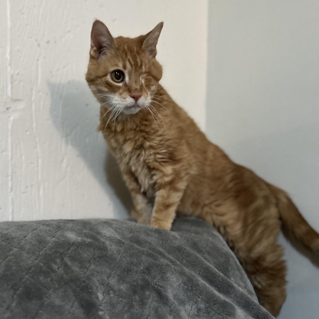 Tantor, Adoptable, Senior Male Domestic Short Hair.