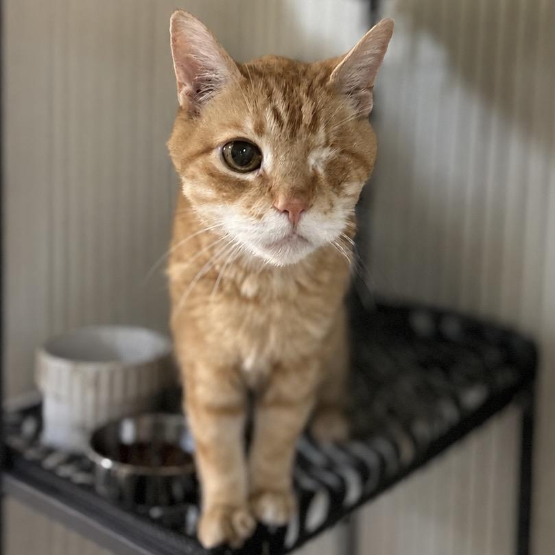 Enlarge Tantor, a Adoptable Domestic Short Hair in Bountiful, UT image 3/6