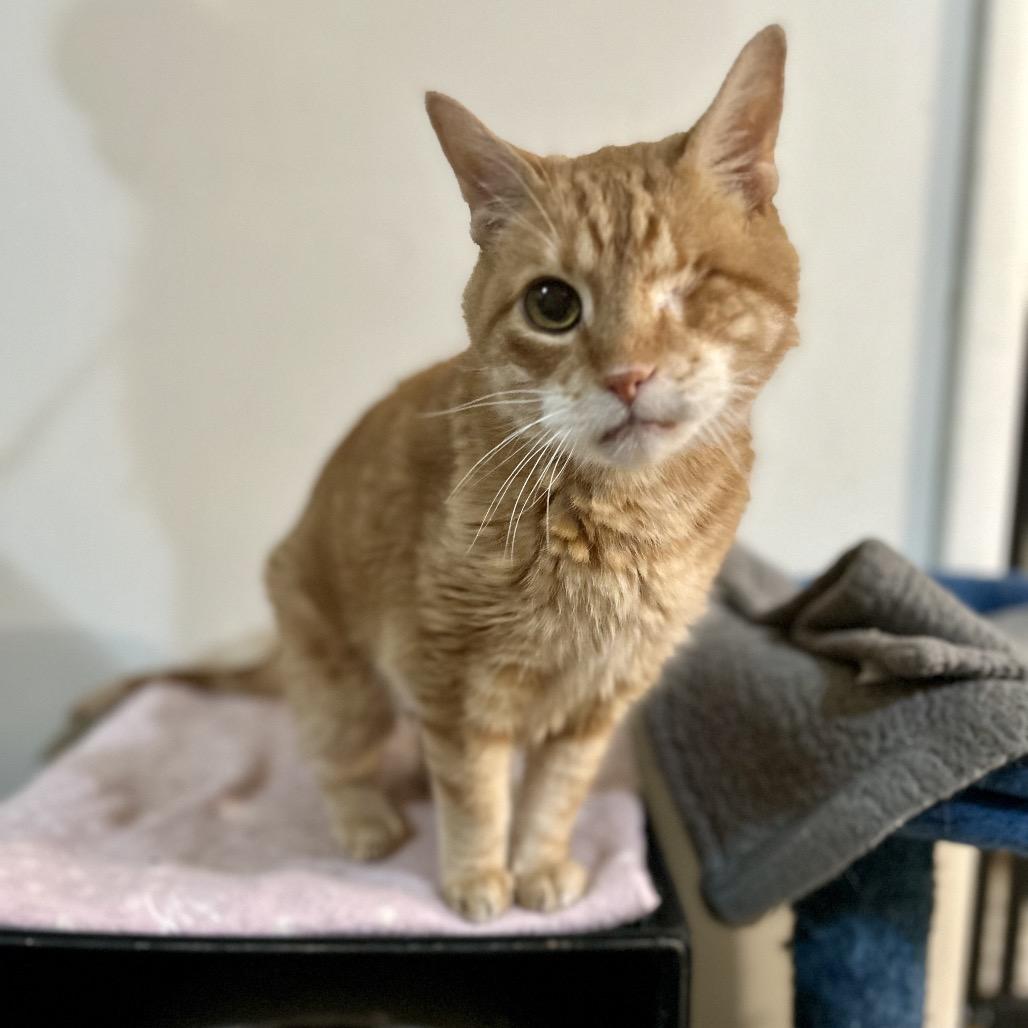 Enlarge Tantor, a Adoptable Domestic Short Hair in Bountiful, UT image 4/6