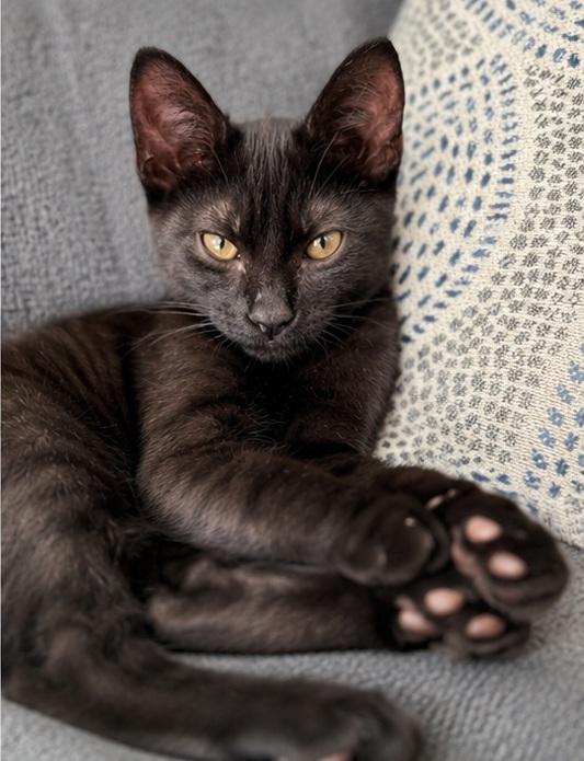 Black Bean, Adopted, Young Male Domestic Short Hair.