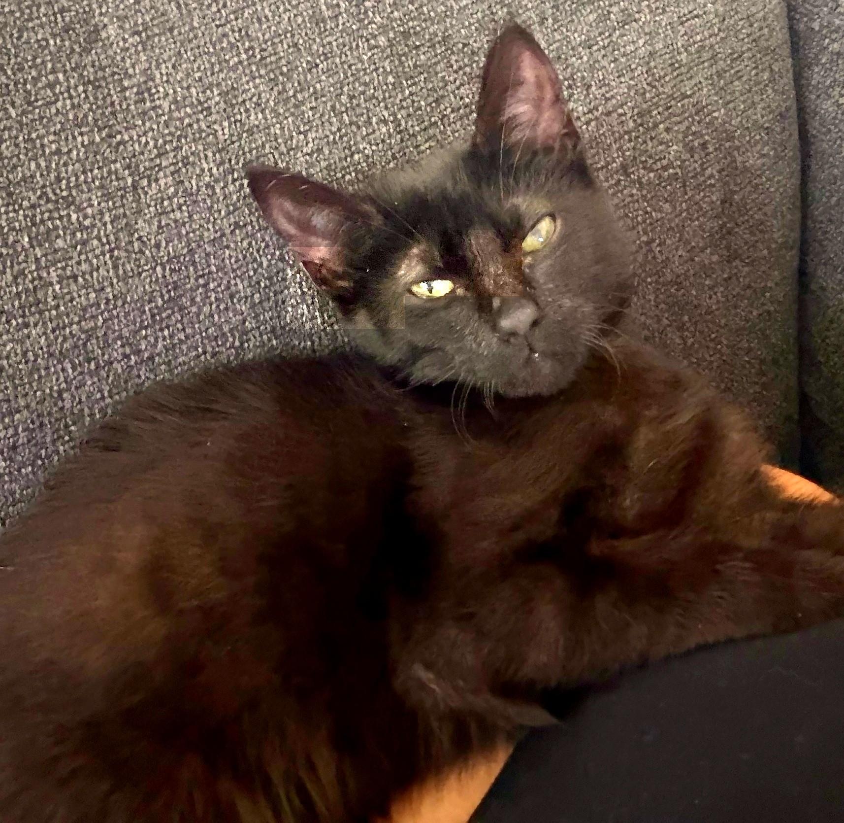 Enlarge Black Bean, a Adopted Domestic Short Hair in Scottsdale, AZ image 4/4