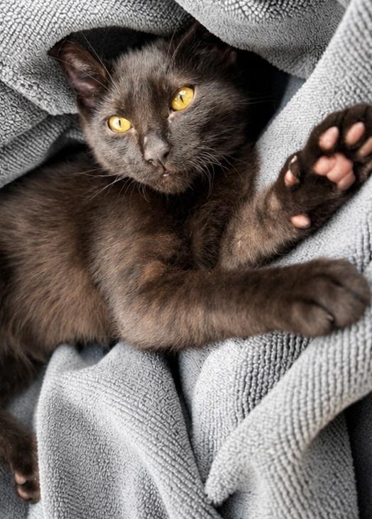 Enlarge Black Bean, a Adopted Domestic Short Hair in Scottsdale, AZ image 2/4