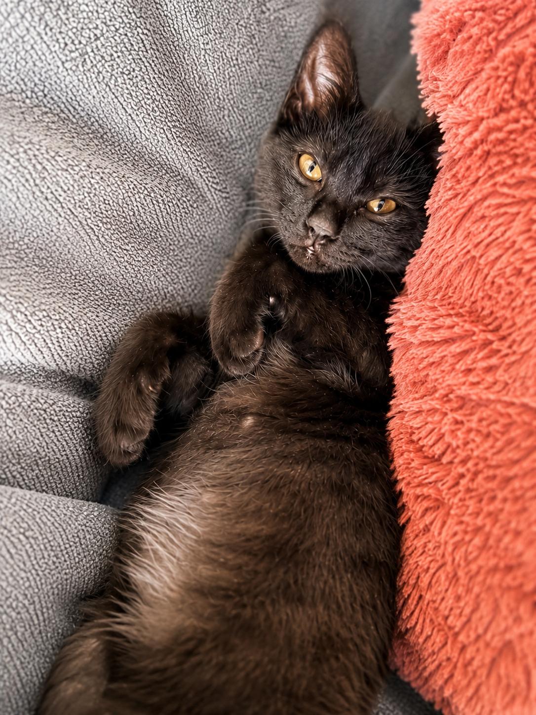 Enlarge Black Bean, a Adopted Domestic Short Hair in Scottsdale, AZ image 3/4