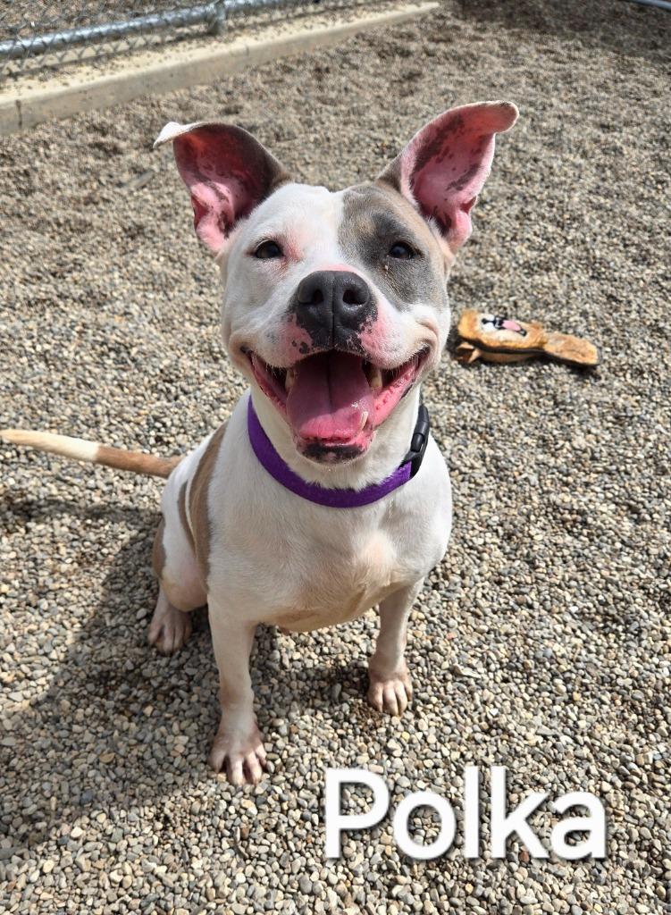 Enlarge Polka Yrly 34, a Adoptable Pit Bull Terrier in Sidney, OH image 1/6
