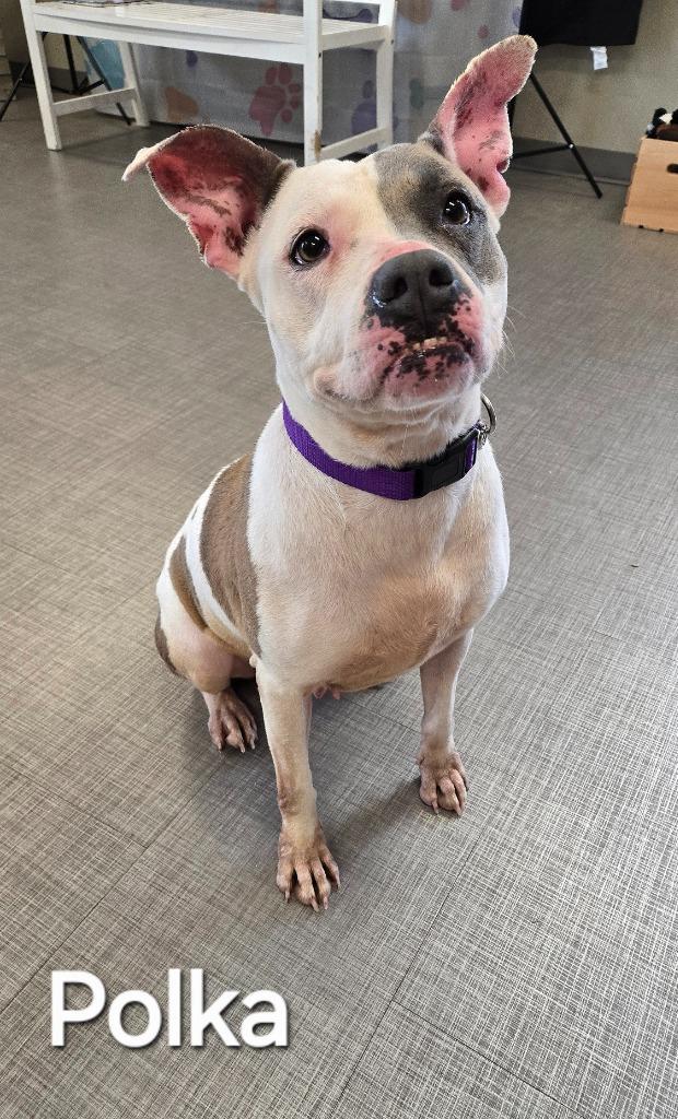 Polka Yrly 34, Adoptable, Adult Female Pit Bull Terrier.