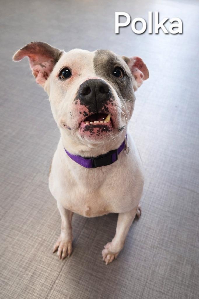 Enlarge Polka Yrly 34, a Adoptable Pit Bull Terrier in Sidney, OH image 3/6