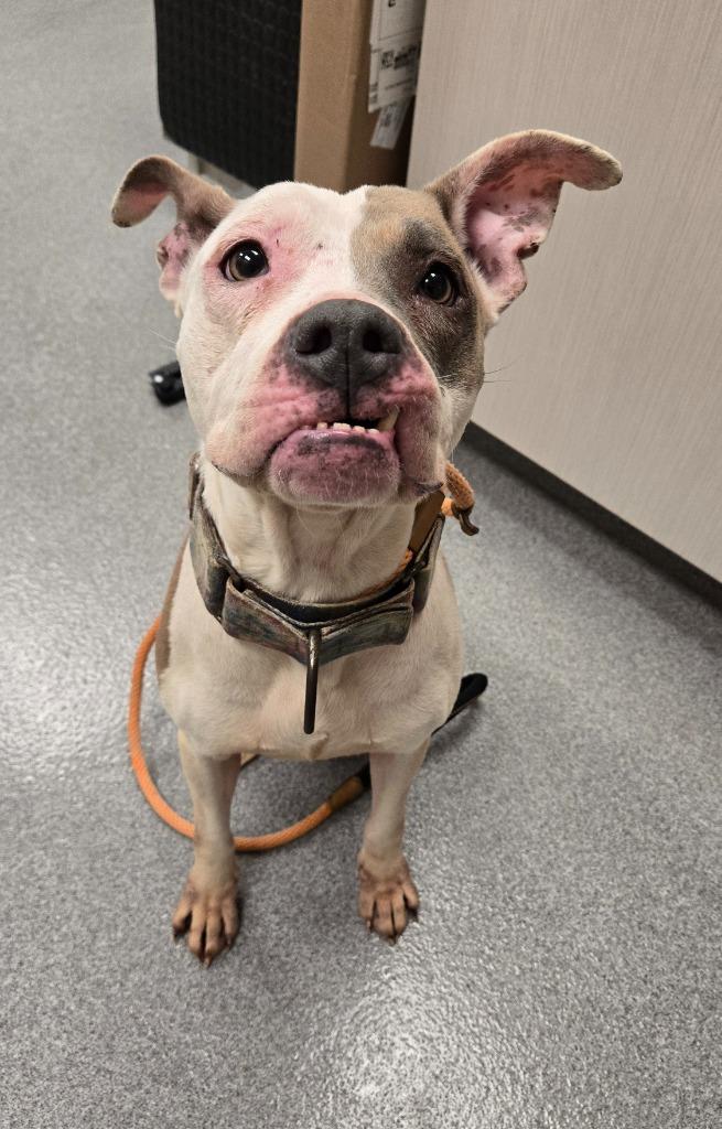 Enlarge Polka Yrly 34, a Adoptable Pit Bull Terrier in Sidney, OH image 4/6