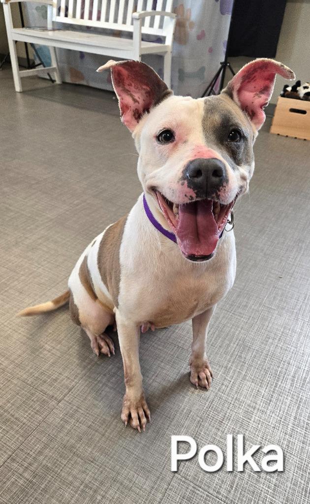 Enlarge Polka Yrly 34, a Adoptable Pit Bull Terrier in Sidney, OH image 5/6