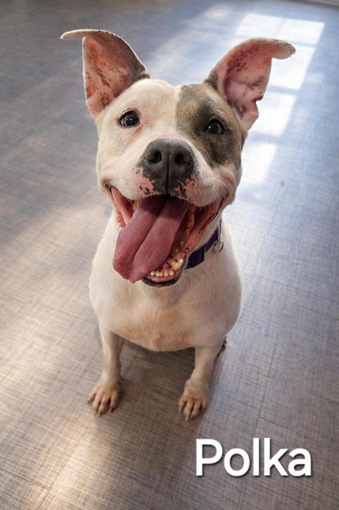 Enlarge Polka Yrly 34, a Adoptable Pit Bull Terrier in Sidney, OH image 6/6