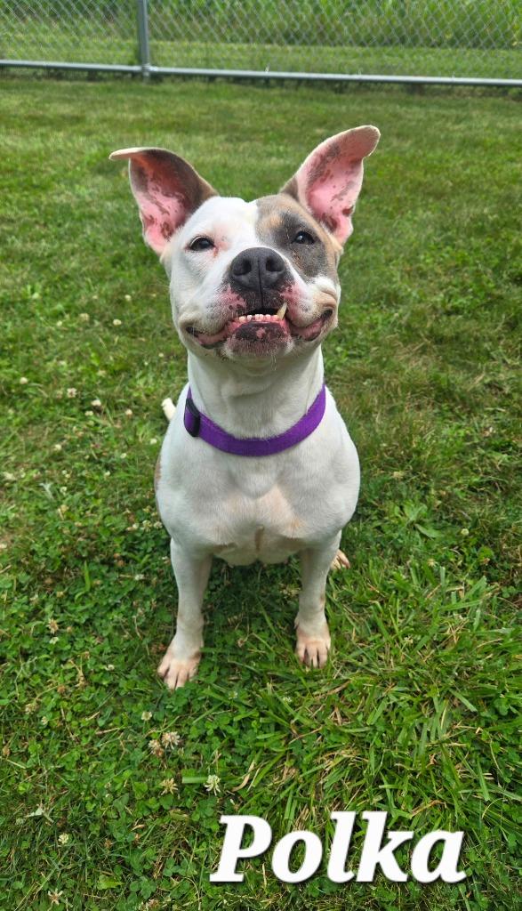 Polka Yrly 34, a Adoptable Pit Bull Terrier in Sidney, OH image 6/6