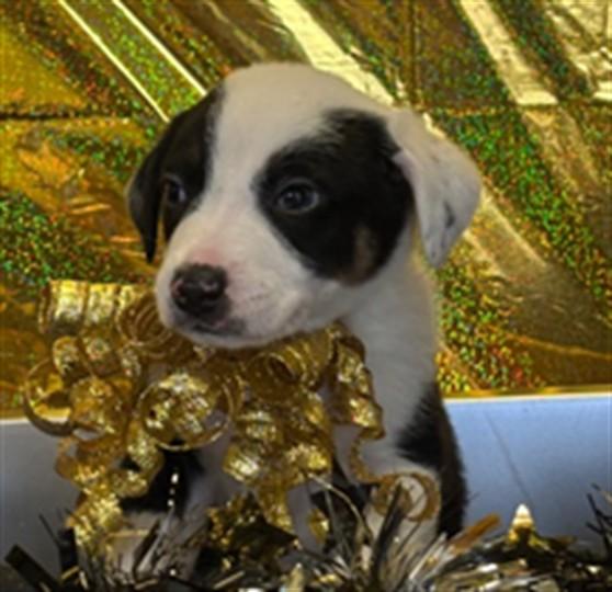 Enlarge Eric A215477, an adopted mixed breed in Plano, TX image 1/1