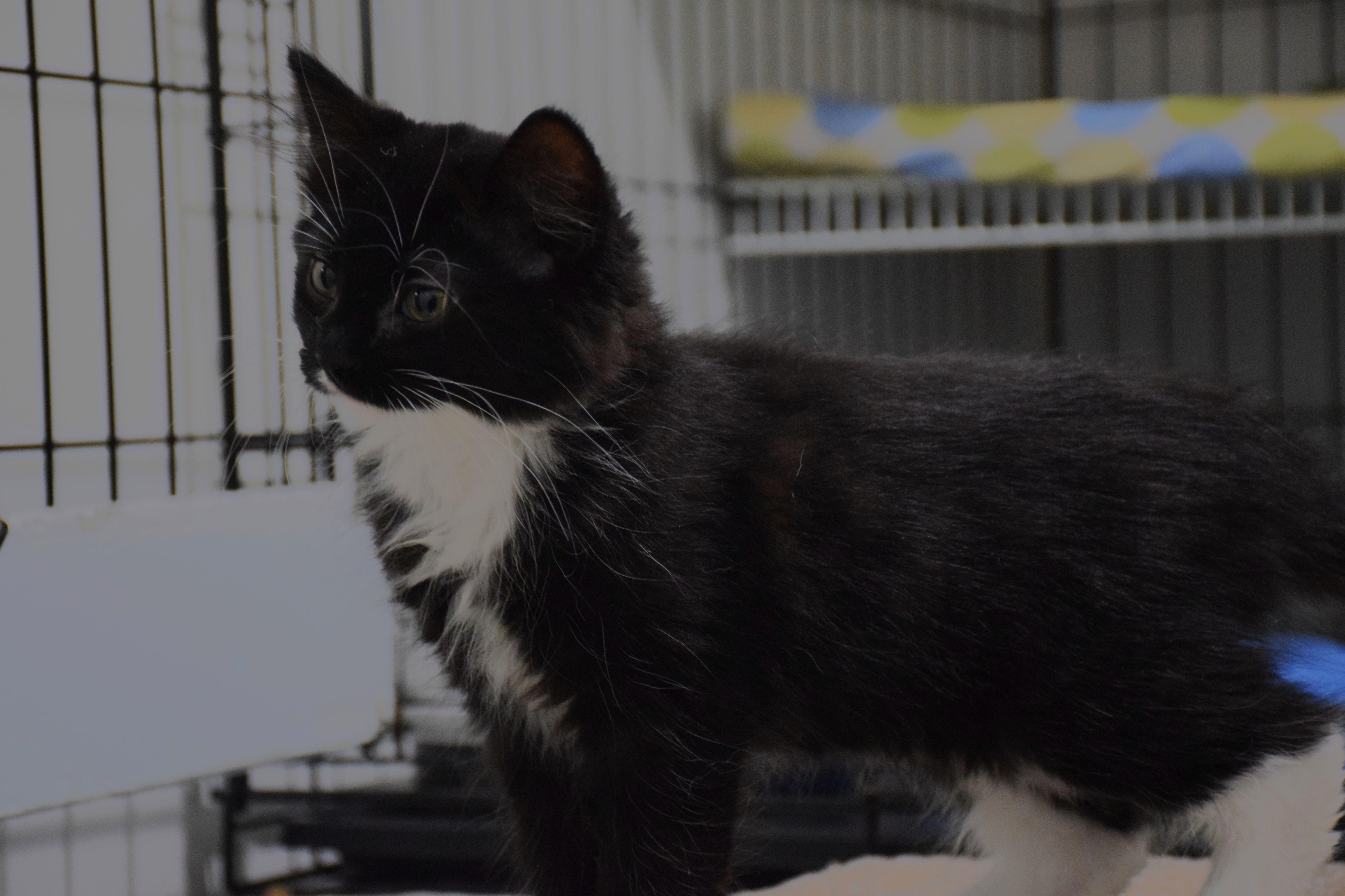 Enlarge camilo, an adopted Domestic Medium Hair in Claresholm, AB image 1/1