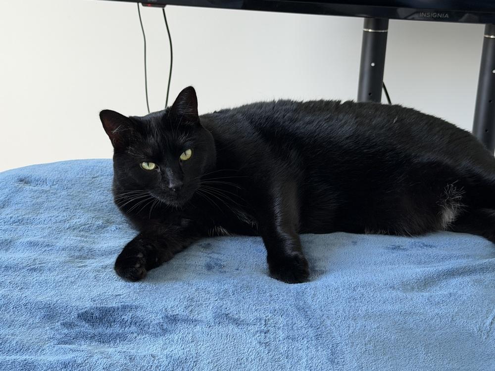 Enlarge Joan, a Adoptable mixed breed in Milltown, NJ image 2/2