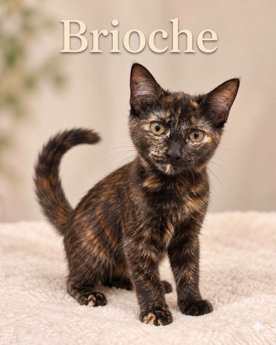 Enlarge Brioche & Pita, a Adoptable Tortoiseshell in Midlothian, TX image 3/3