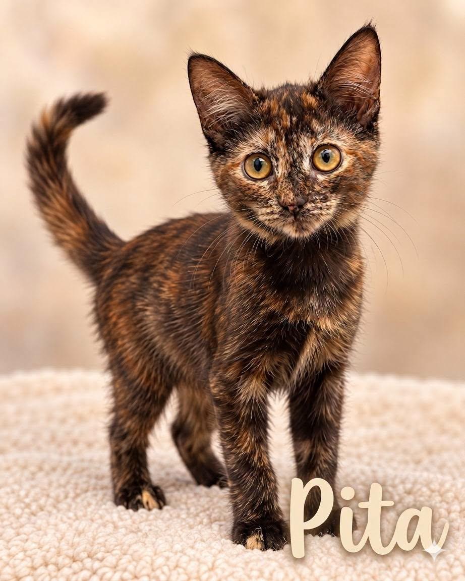 Enlarge Brioche & Pita, a Adoptable Tortoiseshell in Midlothian, TX image 2/3
