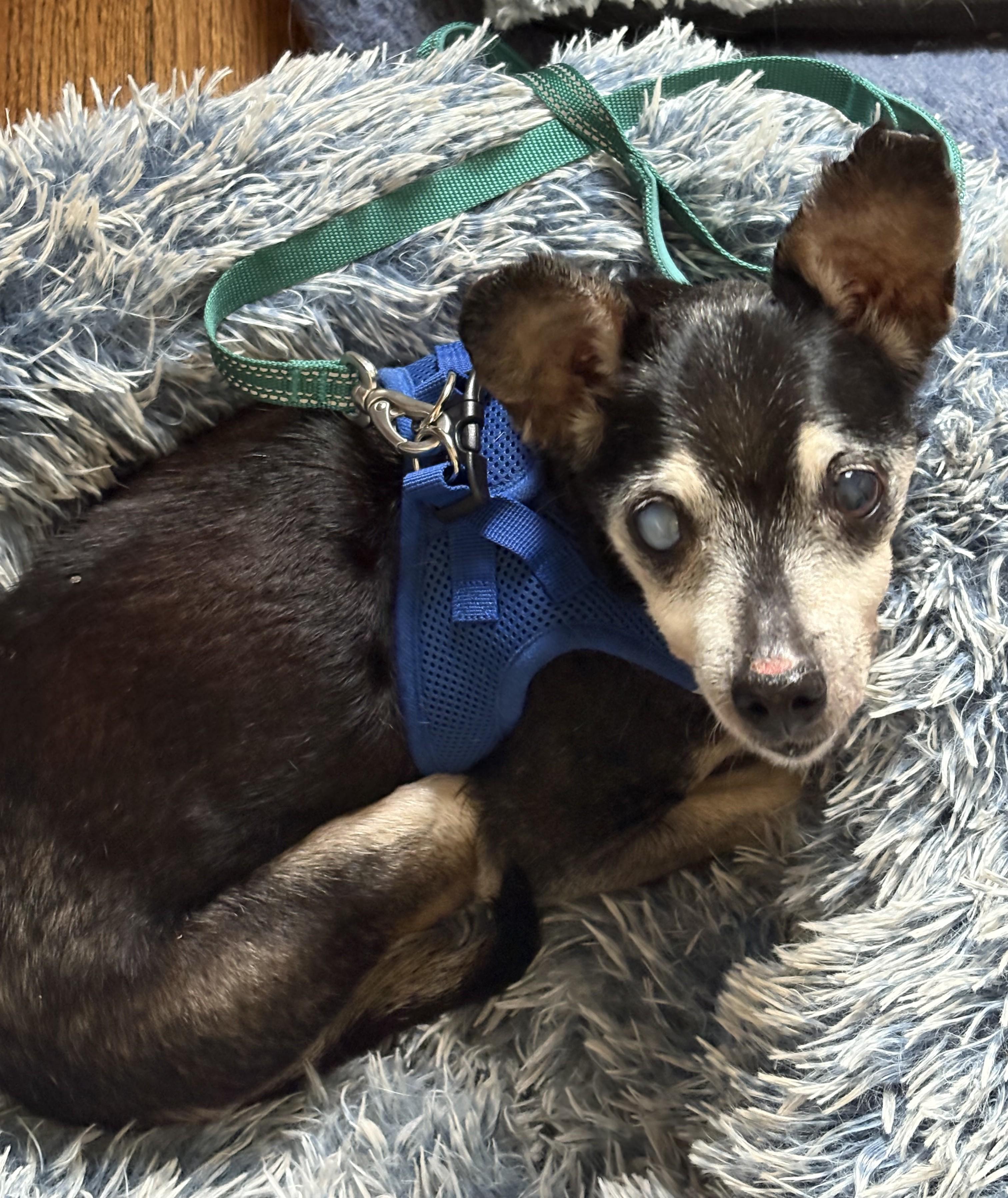 Speedy Gonzales, adoptable, Senior Male Chihuahua & Mixed Breed.